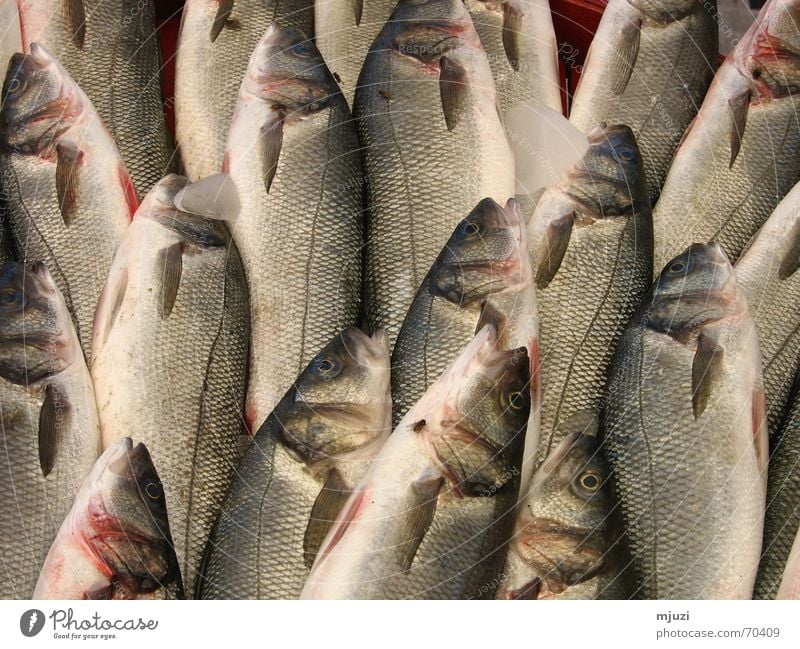 fish Fish market Specialities Beaded Fresh Chilled Fishing rod Freshwater Barn Markets fish ice fresh fish Fly