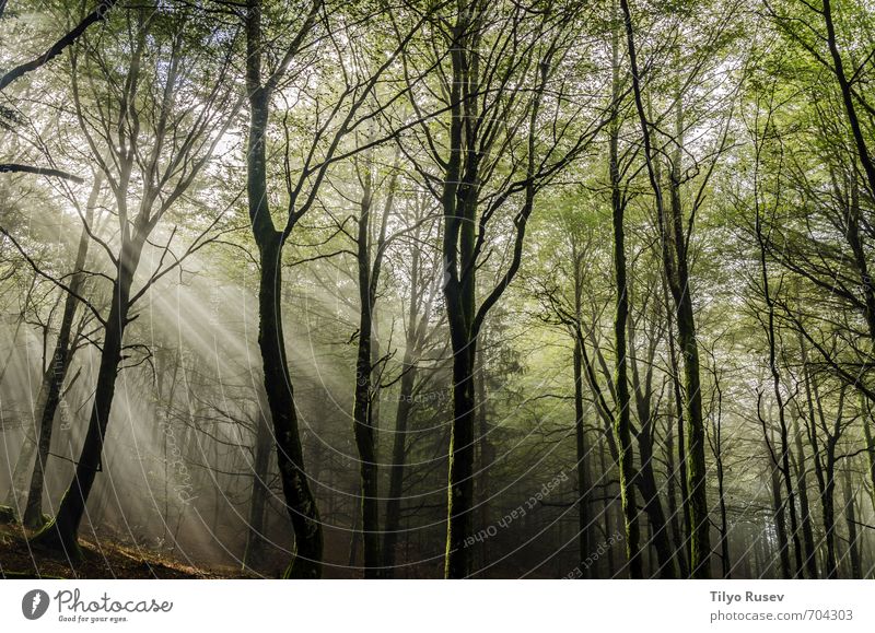 Sun rays in the forest Beautiful Mountain Nature Tree Forest Places Natural Brown Green Colour Peace wood inside Spain Europe European peaceful colorful