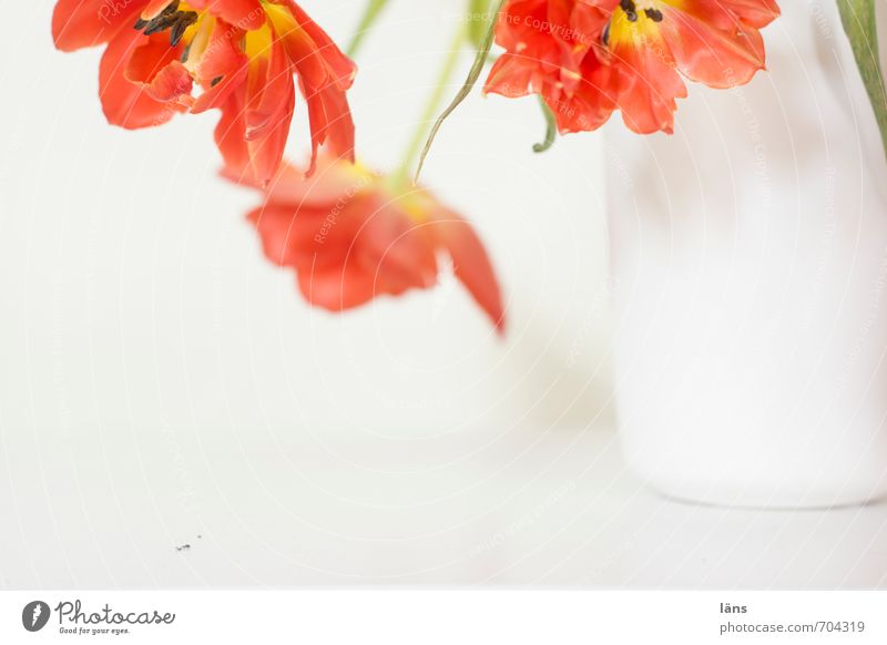 FLOWERING TIME Flower vase Tulip Bouquet Hang Beautiful Red White Decoration Blossoming Interior shot Deserted Copy Space bottom Shallow depth of field