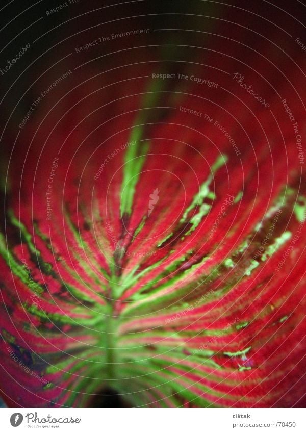 as painted Plant Green Red Stripe Watercolors Art Work of art Emotions Background picture Leaf Garden plants Growth Botany Light Glow Lighting Back-light Line