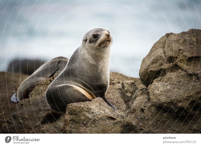 What's up, dude? Nature Animal Observe Looking Watchfulness Seals New Zealand Colour photo Exterior shot Day Shallow depth of field Animal portrait