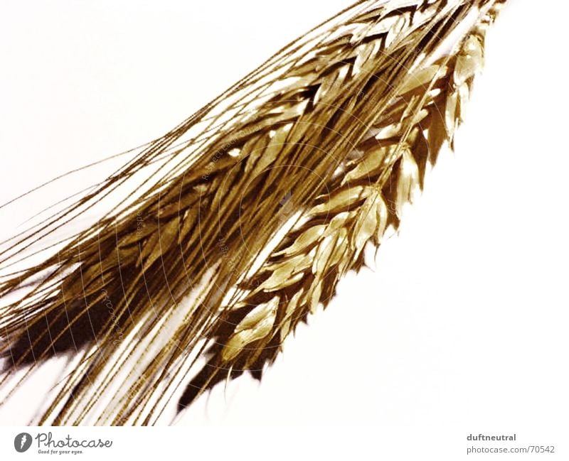 Got the ear! Ear of corn Field Isolated Image Simple White Rye Wheat Blossom Ancient Grain Nature Partially visible New Old