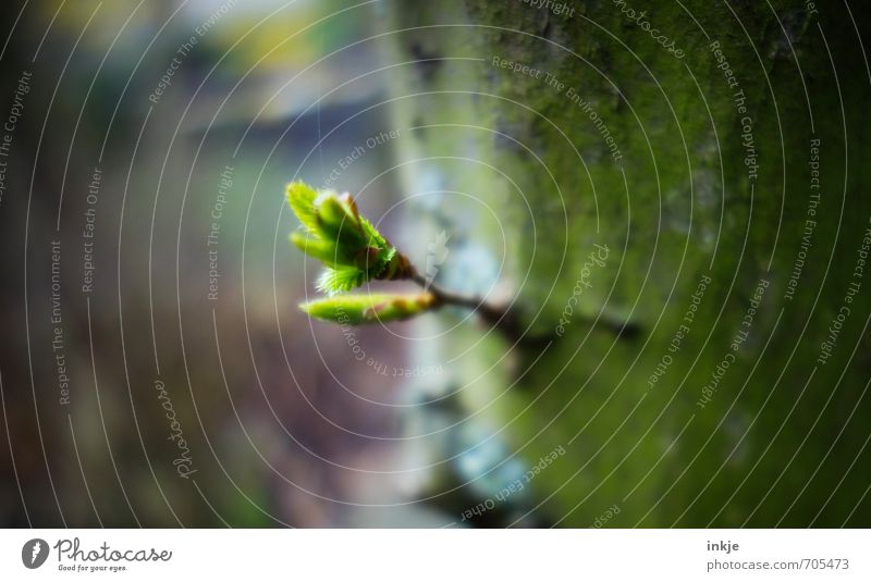 herald of spring Nature Spring Tree Leaf Foliage plant Leaf bud Beech leaf Beech tree Beech seedling Garden Park Forest Growth Fresh Small Natural Juicy Brown