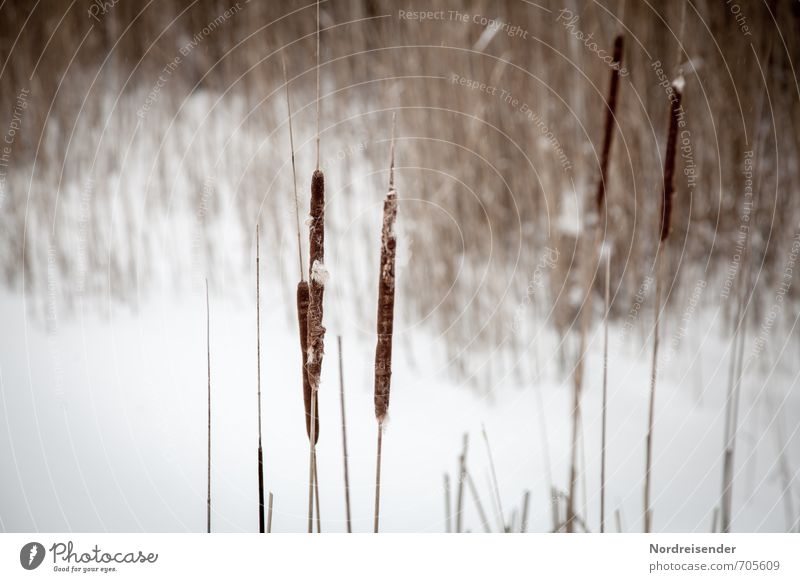 A winter day Calm Nature Landscape Plant Winter Ice Frost Snow Lakeside Bog Marsh Pond To dry up Dry Brown White Stagnating Moody Cattail (Typha) Common Reed