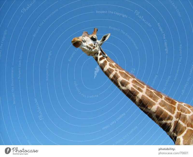 A giraffe's going high! Animal Long Pattern Dappled Large Sublime Africa Ruminant Giraffe Sky giraffe's neck Neck Patch Blue Tall Freedom