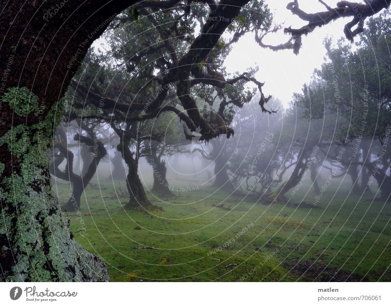 witches' dancing ground Landscape Plant Drops of water Weather Bad weather Fog Rain Tree Grass Moss Meadow Forest Hill Brown Gray Green Lichen Colour photo