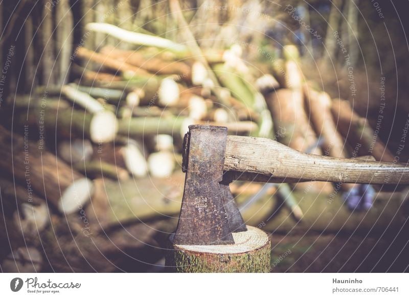 Axe in the forest Craftsperson Lumberjack Forest Nature Agriculture Forestry Craft (trade) Work break Environment Landscape Sun Spring Beautiful weather Tree