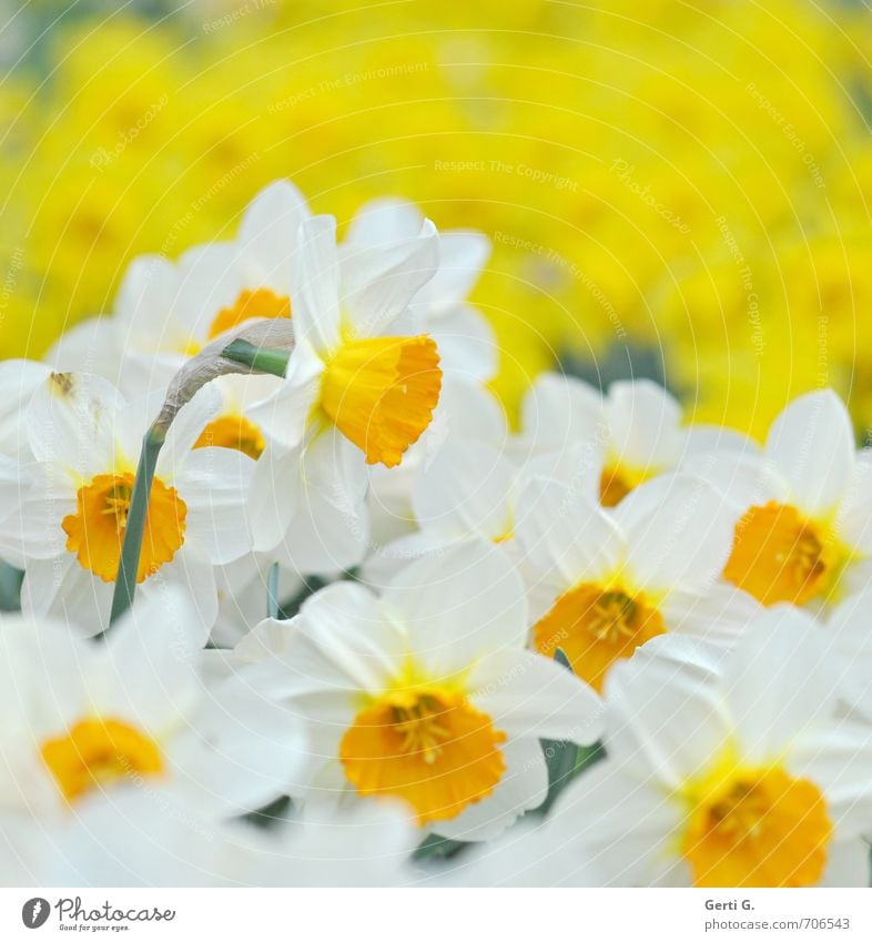 fresh*happy*spring Plant Spring Flower Blossom Narcissus Wild daffodil Park Fresh Multicoloured Yellow White Spring fever Versatile Multiple Bright Colours
