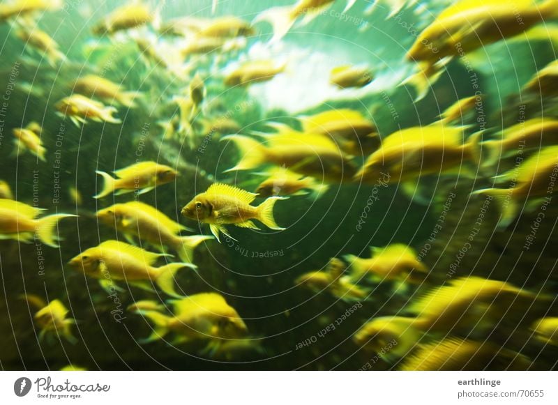 The animals are restless. Aquarium Yellow Green Zoo Landscape format Back-light Alternating Chaos Fish focus Museum Water wings Dynamics large group Movement