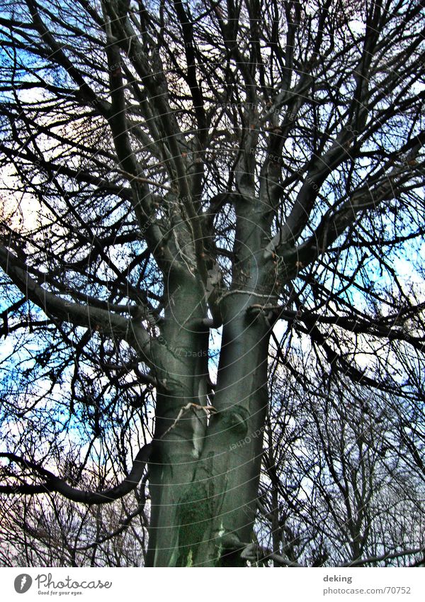 Siamese twins Tree White Black Nature Branch Net Treetop Twig Sky Blue Level Tall tree portrait