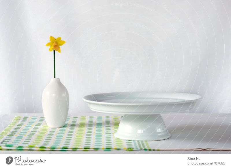 Still with daffodil Crockery Plate Living or residing Flower Blossoming Esthetic Fresh Bright Yellow Green White Spring fever Tablecloth Still Life Narcissus