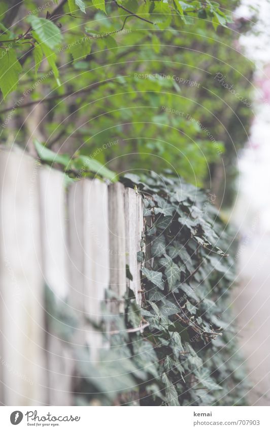 green tones Environment Nature Plant Tree Bushes Ivy Leaf Foliage plant Hang Growth Fresh Green White Fence Garden fence Colour photo Subdued colour