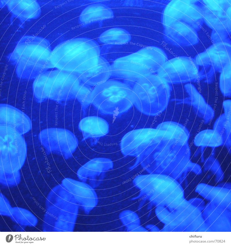Blue Water Ocean Animal Jellyfish Aquarium Lake Play of colours