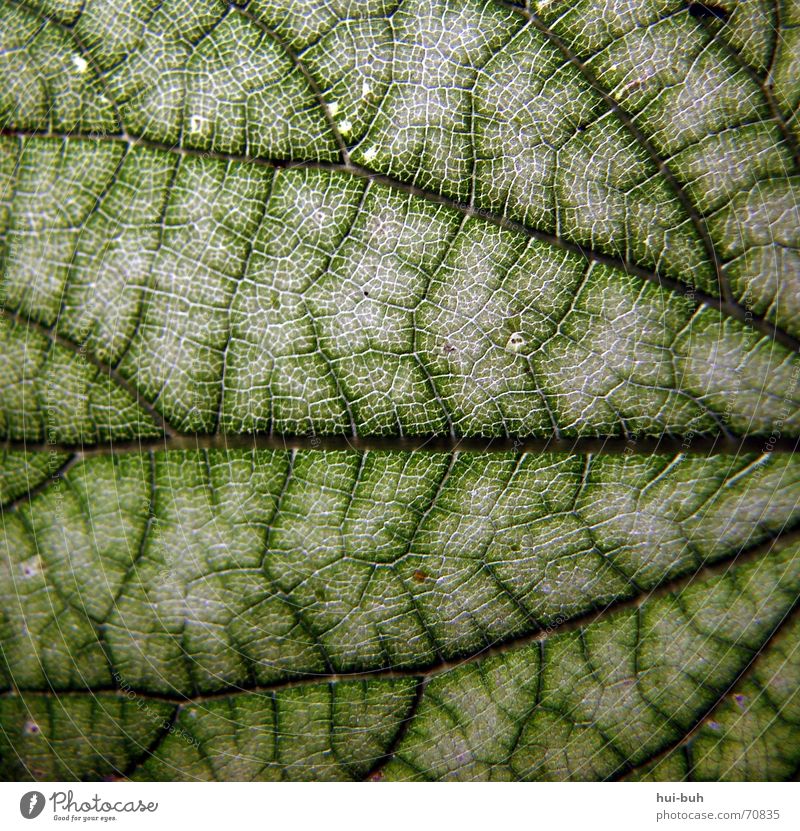 leaf structure Leaf Green Vessel Photosynthesis Tree Junction Structures and shapes Line Corner Highway ramp (exit) Point coalescence
