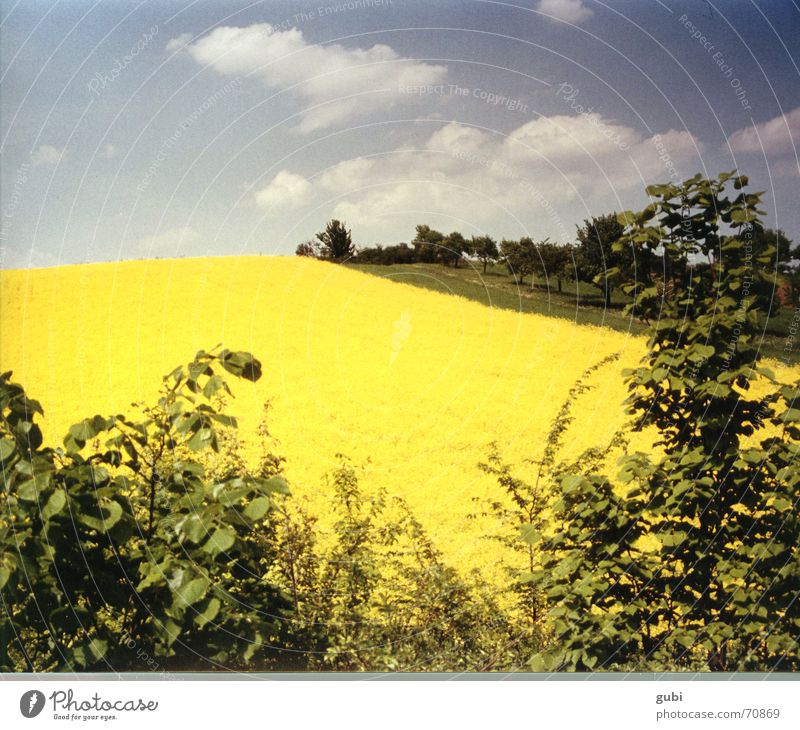 yellow-blue Field Yellow Summer Nature Landscape Germany Happy Relaxation Sky