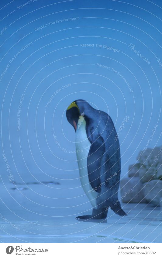 King Penguin King penguin South Pole Cold Animal Blue Water