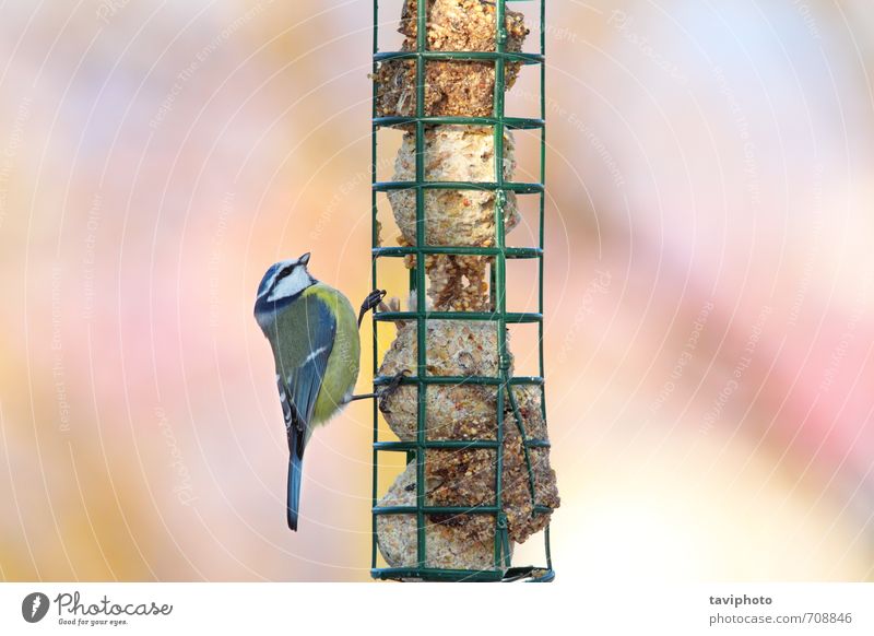 parus caeruleus hanging on fat feeder Eating Beautiful Winter Garden Environment Nature Animal Bird Observe Feeding Sit Small Natural Cute Wild Blue Yellow