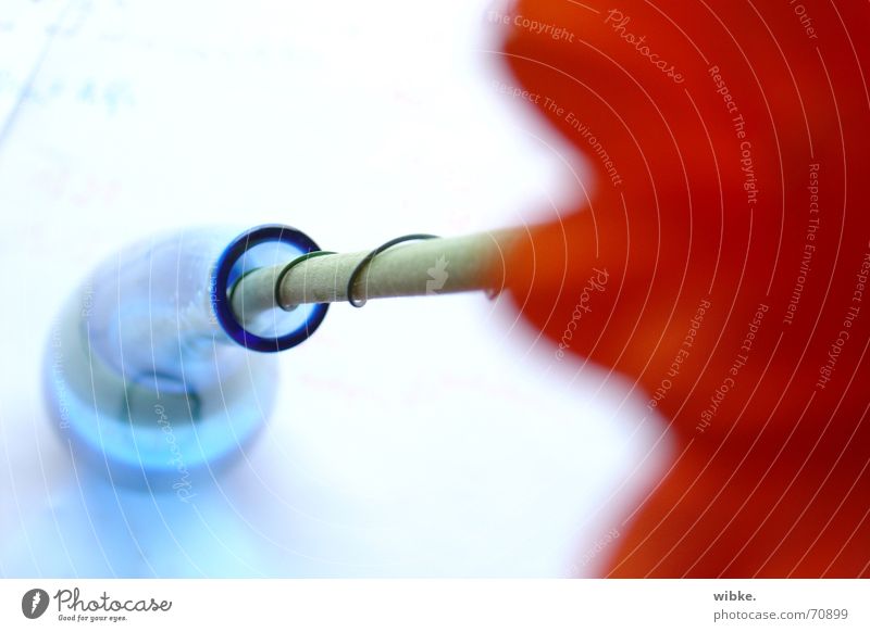 wired / soft curve Flower Blue Vase Gerbera Stalk Wire Curved Colour photo Multicoloured Blur Bird's-eye view Flower stalk Supporting Stability Glass