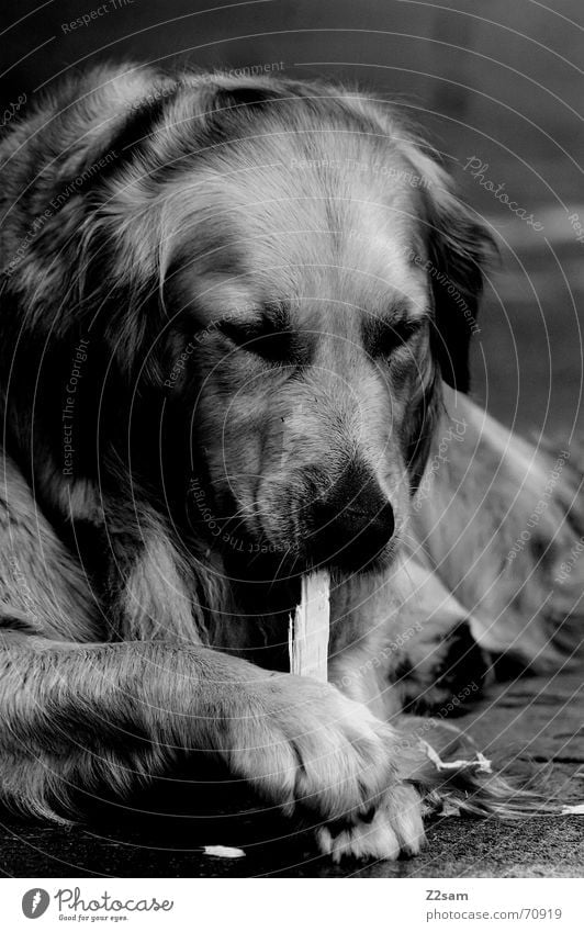 play with the stick... II Animal Dog Pelt Stick Golden Retriever Playing Paw Friendliness Relaxation retriever Lie flicker cute