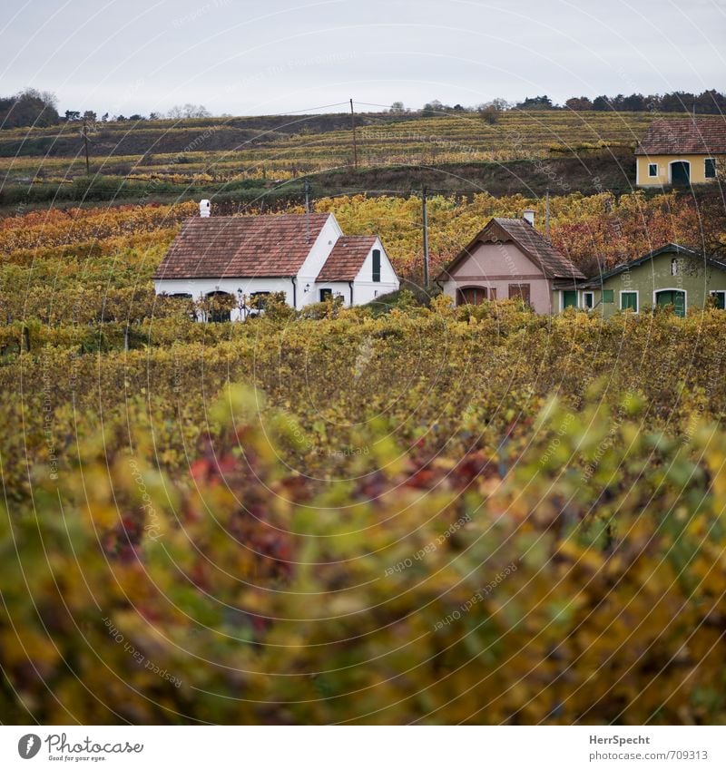 Wine Quarter Square Landscape Autumn Plant Hill Austria Federal State of Lower Austria Weinviertel Village House (Residential Structure) Detached house Hut