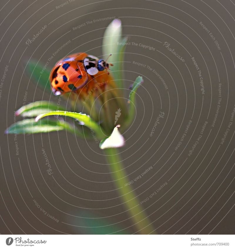 Ladybug lands on a wildflower Ladybird lucky beetle symbol of luck Easy Ease Summer feeling Good luck charm Balance Idyll Spotted Sunbeam Beetle