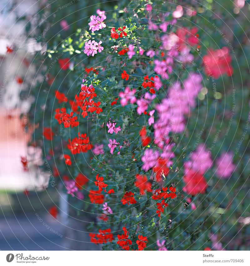 lush cascade of flowers Hedge luscious Flower Cascade flowering hedge Pelargoniums geranium hedge plants Geranium Summer hedge blossom Dark green blossoms