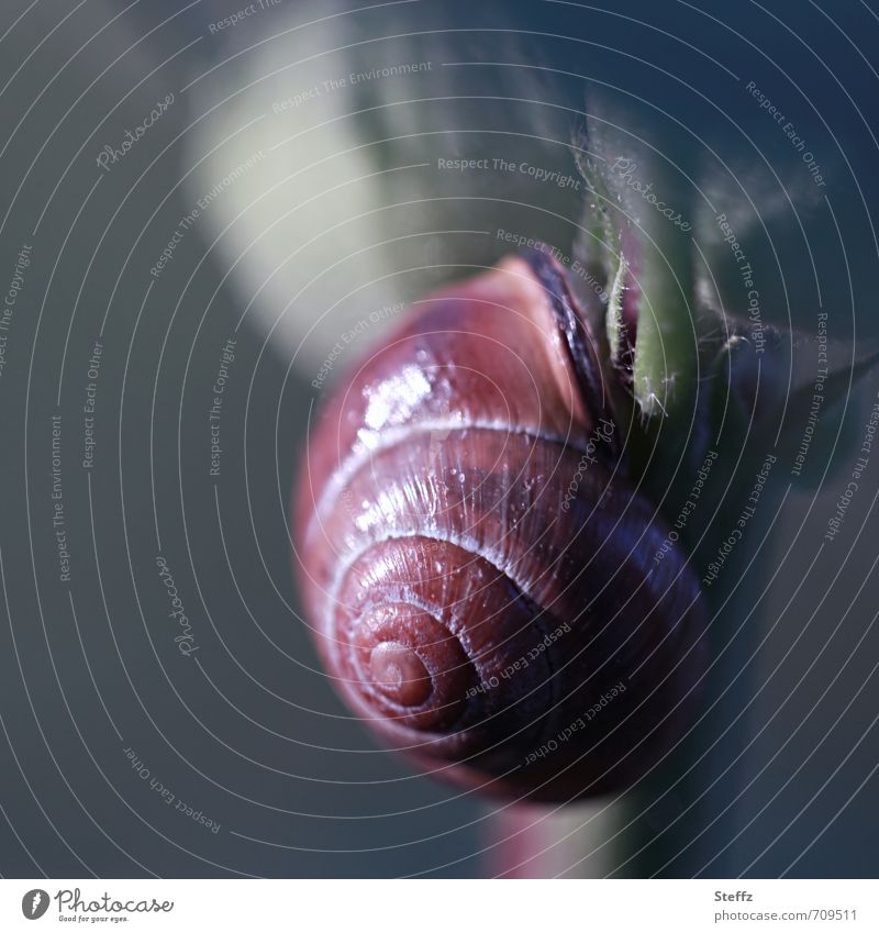 a snail crawls slowly, at a snail's pace upwards Crumpet sluggishness creep Spiral Snail shell Slowly Light reflection grey-green Upward Slow motion spirally