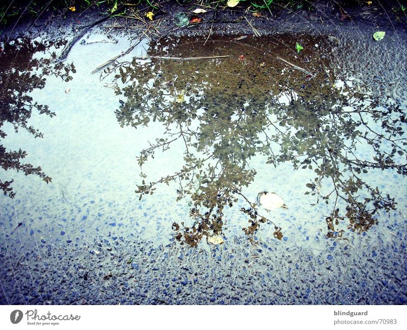 mirror-inverted Leaf Reflection Puddle Summer Footpath Tree Bushes Wayside Water Rain Street