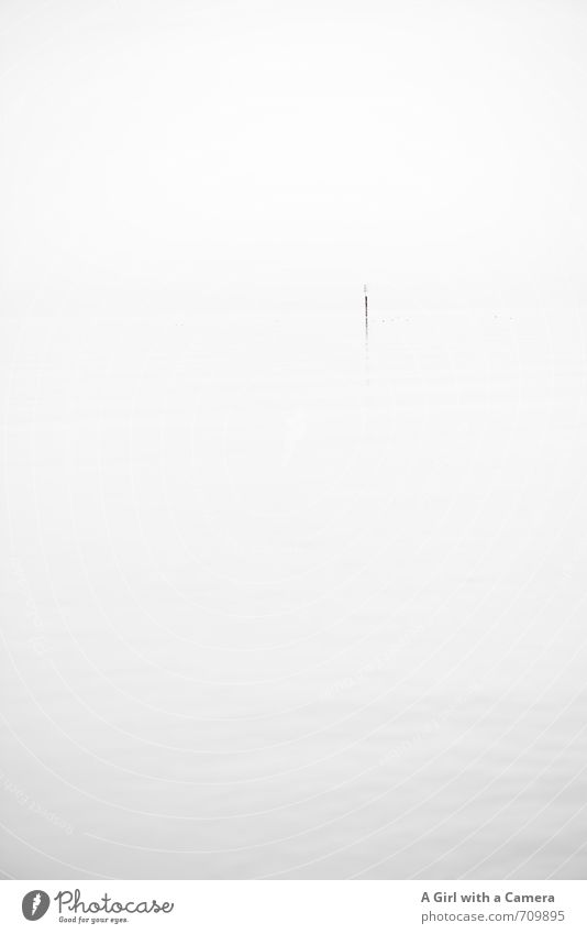 AST I Silence Environment Nature Bad weather Fog Lakeside Lake Constance Esthetic Exceptional Elegant Original White Calm Pole Subdued colour Experimental