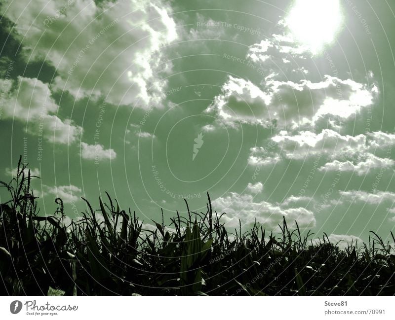 field Clouds Field Green Moody Relaxation Back-light Dazzle Trust Hope Optimism Sun Maize Sky Nature Landscape