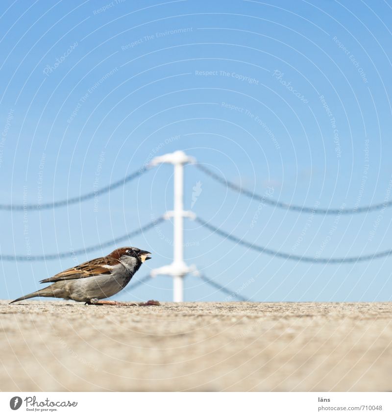 dust collector Bird Sparrow To feed Chain Barrier Sky