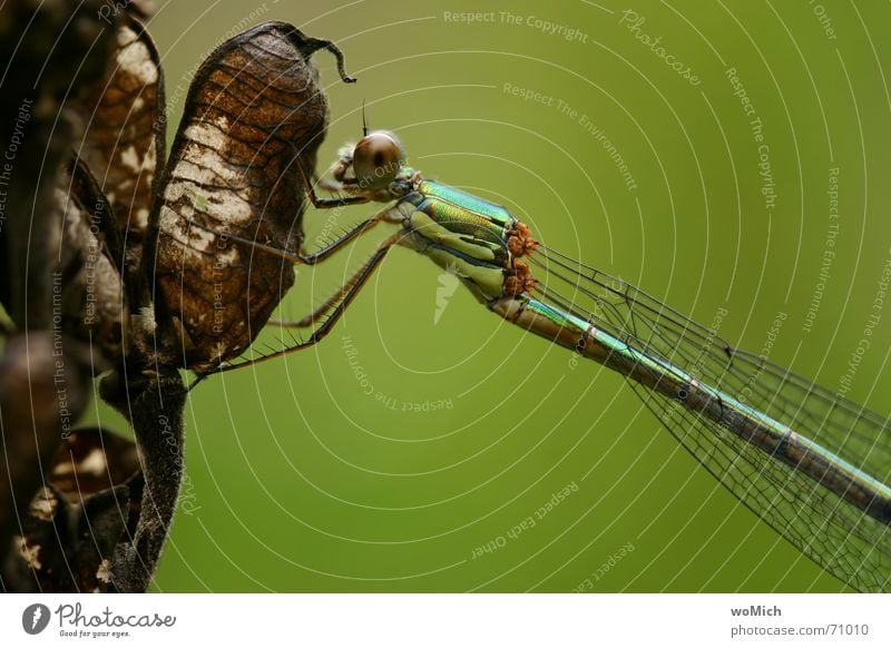 3 color Dragonfly Insect Pond Break To hold on yellow-green gold Eyes Garden Detail Wing dried up blossom Nature Macro (Extreme close-up) Partially visible