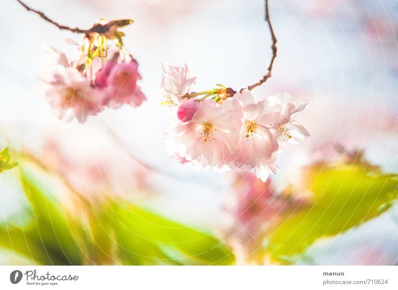 tender cherry Nature Spring Tree Leaf Blossom Cherry blossom Spring colours Spring day Spring fever Ornamental cherry Natural Pink Colour photo Exterior shot