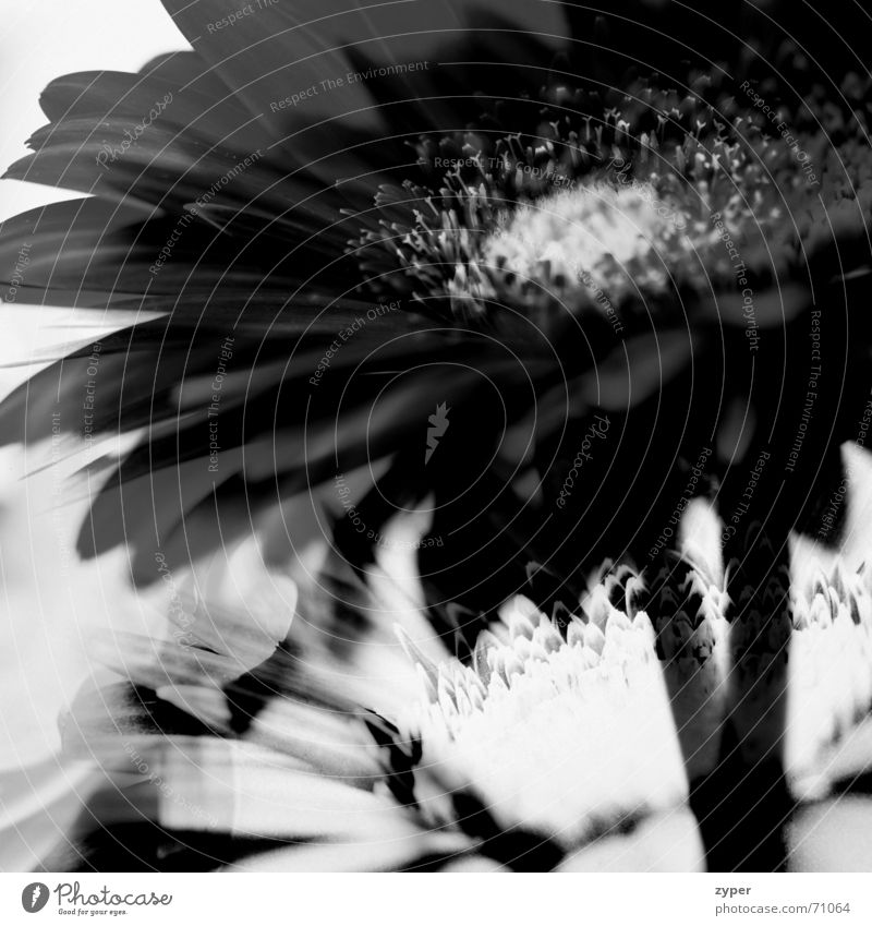 contrasting flower Flower Plant Blossom Grief Long exposure Nature Bud multiple exposure collage Black & white photo Colour Pistil knostpe Joy flowery Happy