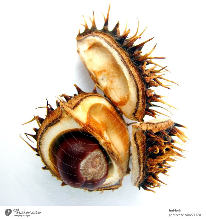 baby chestnut Small Bursting Brown Safety (feeling of) White Tree 3 Fine Sweet Delicious Chestnut tree Sheath Nutrition Thorn Point Pain To fall Bowl notch