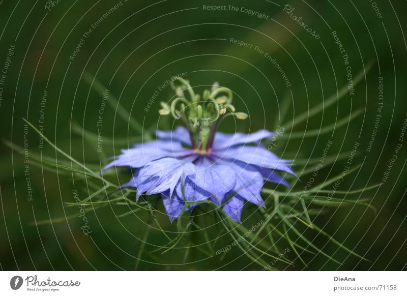curly Summer Plant Flower Blue Green Violet Delicate Blossom leave Vessel curled Treetop filigree blossom crown skirt Colour photo Exterior shot Deserted Day