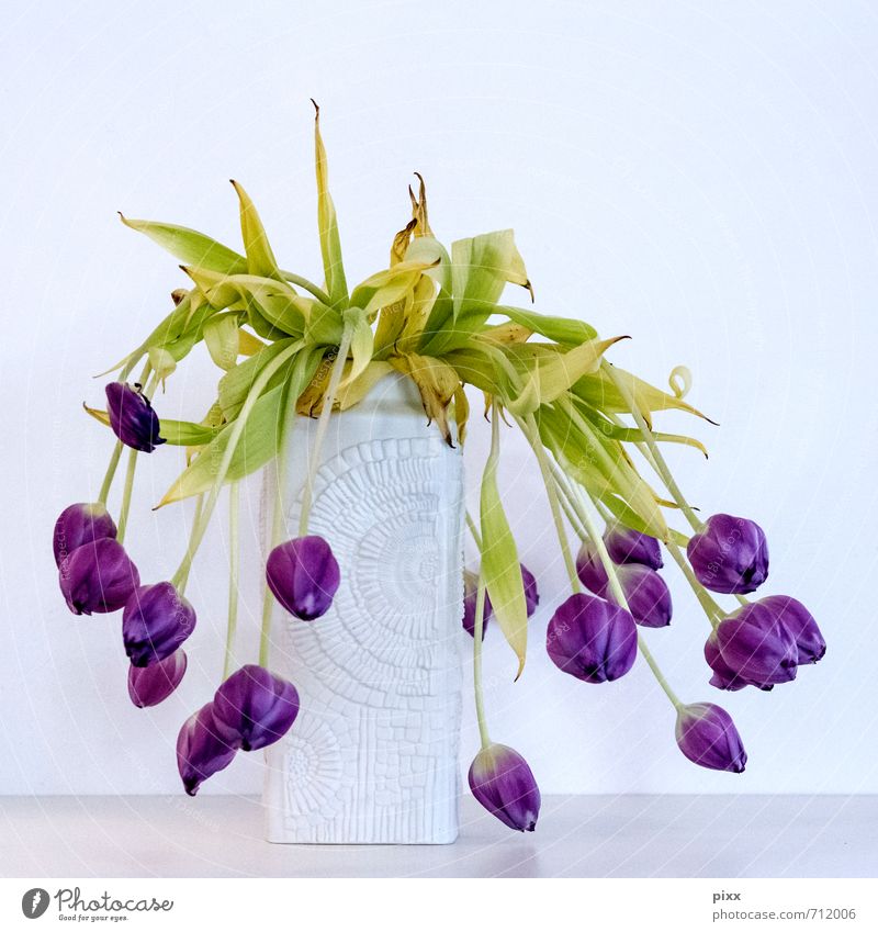 too soon Style Flat (apartment) Plant Flower Tulip Old To fall Hang To dry up Growth Living or residing Hideous Green Violet White Spring fever Beautiful Grief