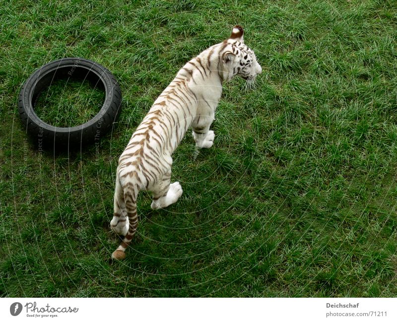 Doesn't anyone want to play? Animal Land-based carnivore Big cat Tiger Zoo White Bird's-eye view safari park stucco