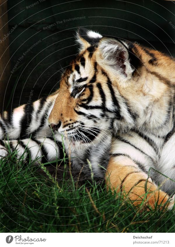 Little Tiger Animal Land-based carnivore Big cat Zoo Striped safari park stucco Baby animal