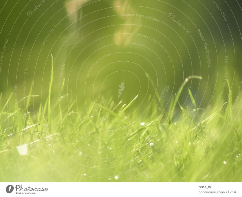 Sunbathing in the park Meadow Park Summer Green Blade of grass Grass Garden Lawn