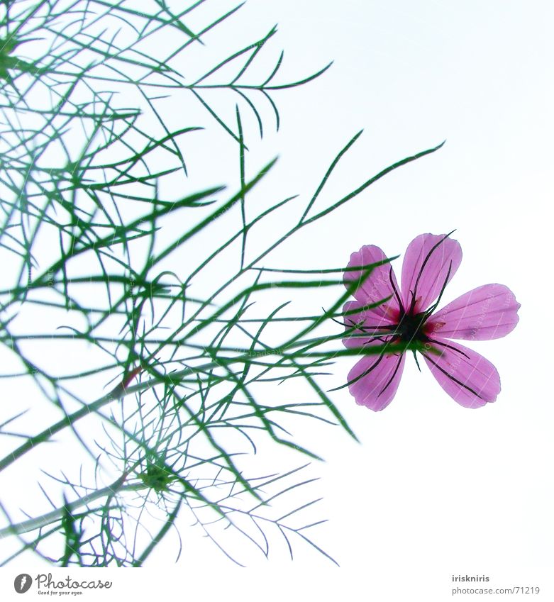 Cosma Flower Delicate Fragile Blossom Pink Part of the plant Flower stem Blade of grass Stalk Graceful Beautiful Summer fluoroscopy Sky cosmee Smooth Elegant