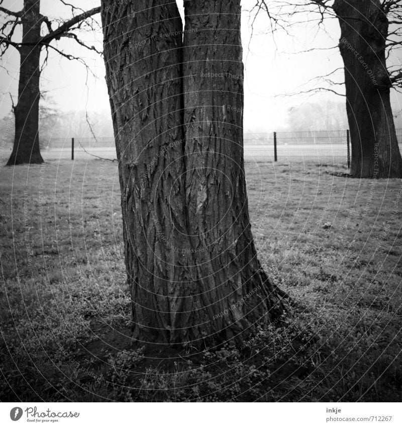Forever Environment Nature Spring Autumn Fog Tree Tree bark Tree trunk Park Growth Old Exceptional Dark Together Large Gray Black Emotions Agreed Love