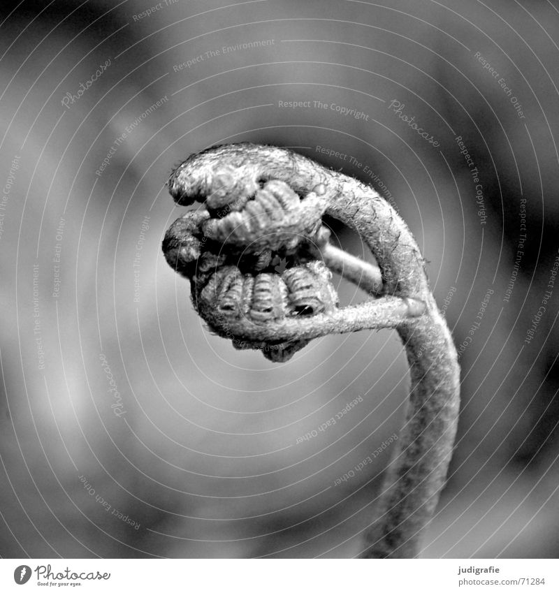 fern Plant Fist Black Convoluted Black & white photo Macro (Extreme close-up) Close-up polypodiophyta Shoot pteridophyta Pteridopsida Plantlet Power Nature