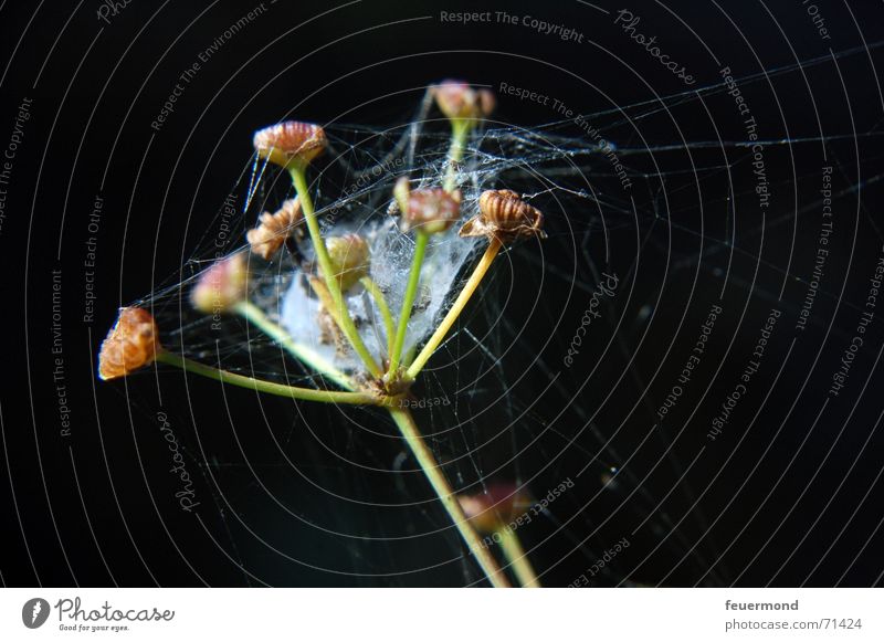 spider's seesaw Spider's web Blossom Flower Plant Net spun Seed Bud Garden nice bloom sun seeds spun