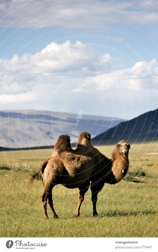 camel Mongolia Steppe Animal Camel Asia Sky Silhouette Hair and hairstyles