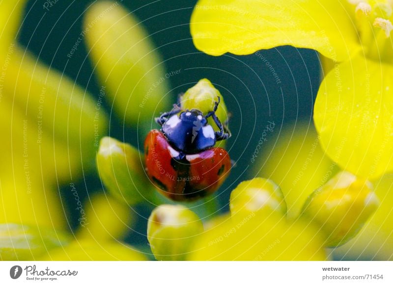 Ladybug between yellow blossom Ladybird Bow Red Yellow Blossom Flower Insect Nature Summer Spring Jump Wake up Fragile Small ladybug Beetle Point Black iensect