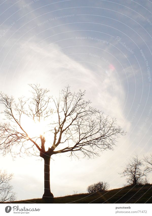 lonely Sky blue Single isolated tree Silhouette scatered clouds