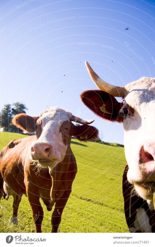 Portrait of two cows Cow Livestock Nostril Cattle Pleasant Cattle Pasture Clouds Field Faro airport Meadow Cattle breeding Advantage Grass Agriculture