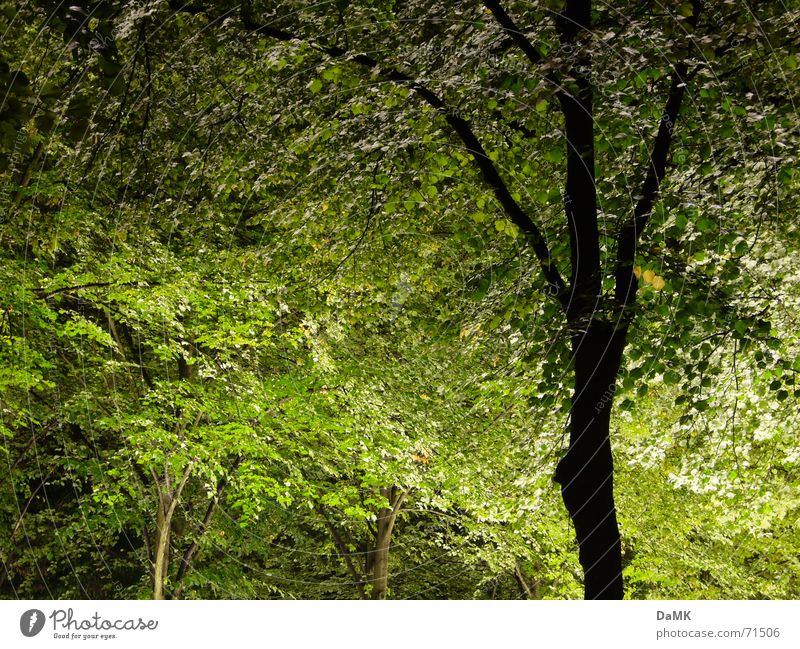 nocturnal photosynthesis Forest Light Tree Dark Visual spectacle Green Calm Relaxation Nature