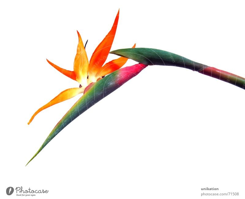 Bird of Paradise [1] Strelitzia Strelizia Flower Plant Blossom Exotic Green Pink White Isolated Image Stalk Artificial flowers Blossoming Bird of paradise